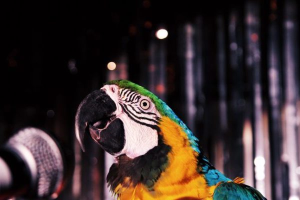 Parrot speaking into a microphone with silver glitter slash in background